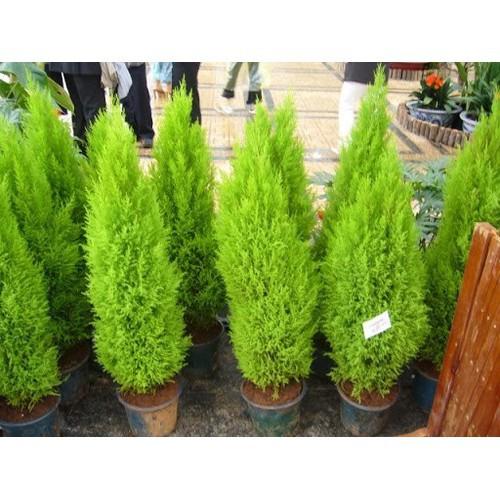 CHẬU CÂY TÙNG THÁP LÙN BONSAI SIÊU ĐẸP - NCCTTCTC