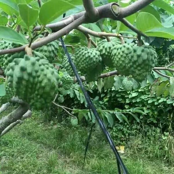 CÂY GIỐNG MÃNG CẦU NA