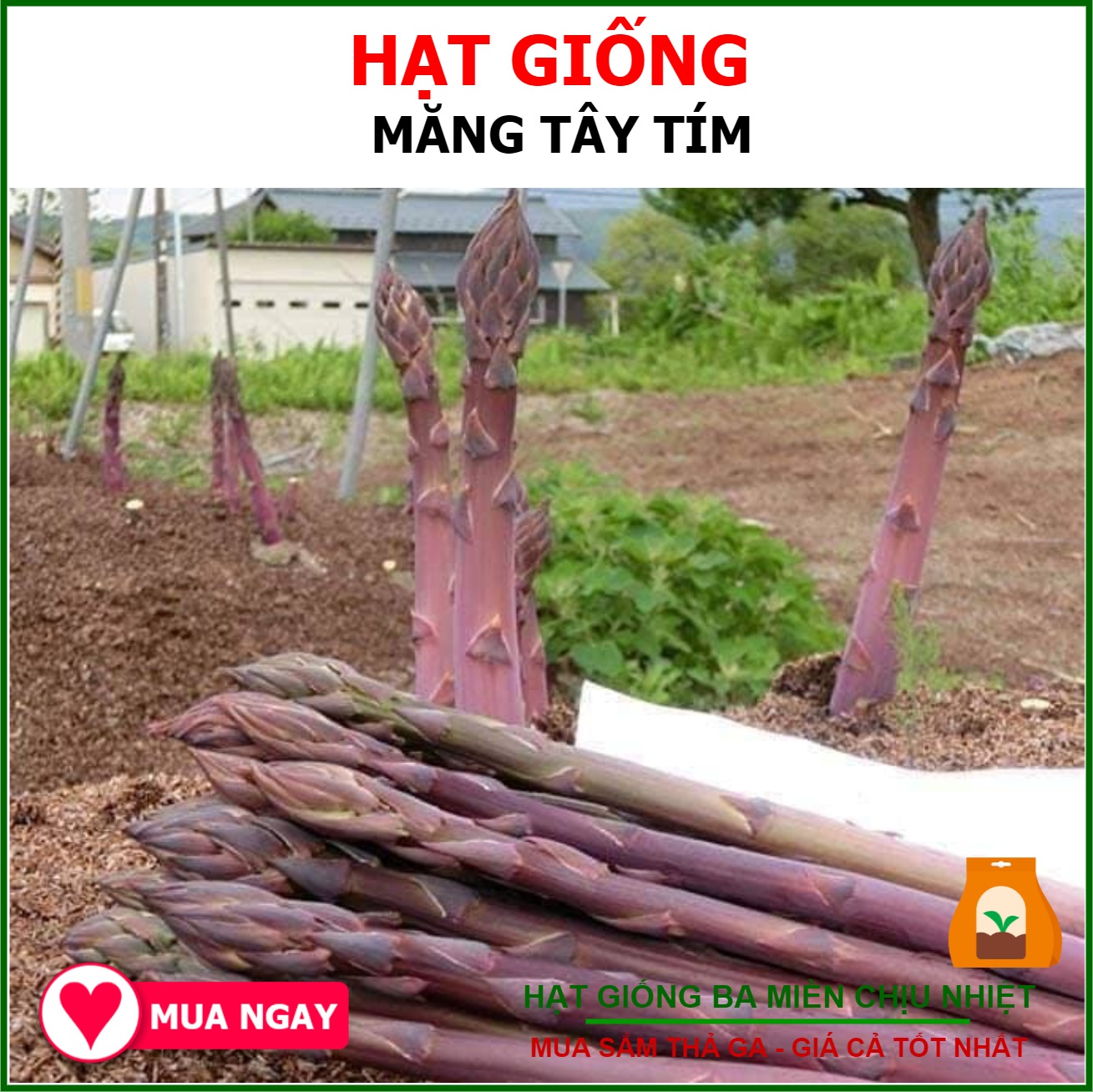 10h Hạt Giống Rau Măng Tây Tím