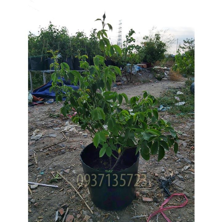 CÂY HOA HỒNG TƯỜNG VY SA ĐÉC