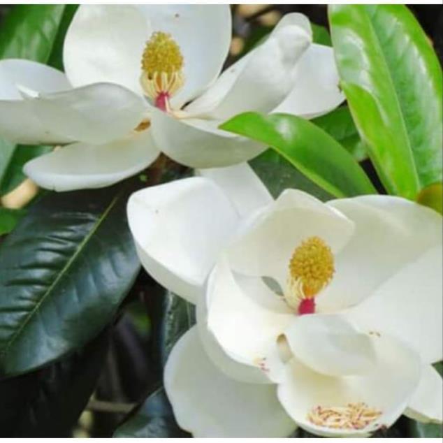 NGUYÊN CHẬU CÂY HOA DẠ HỢP TRẮNG TINH KHÔI, THƠM DỊU DÀNG + Tặng 01 cây dâu da đất