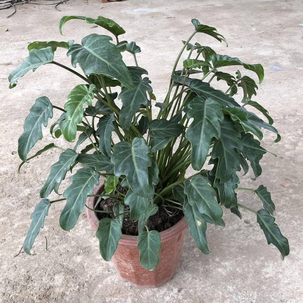 Cây trầu bà chân vịt , chiều cao 25-30cm tán đẹp nhiều nhánh sống cực khỏe, thích hợp trang trí nội thất