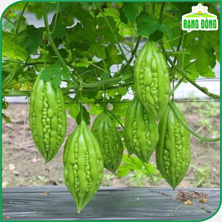 Hạt giống Khổ Qua Lai F1 Trái Ngắn, Cây Chịu Nhiệt, Sinh Trưởng Khỏe, Trồng Quanh Năm - Hạt giống Rạng Đông