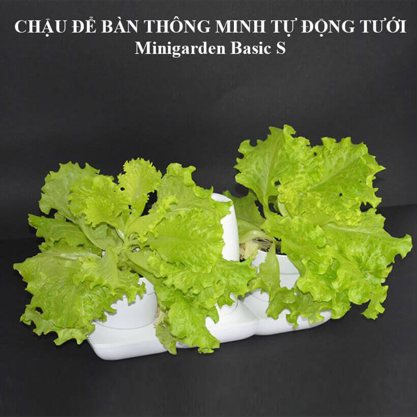 Chậu trồng rau sạch tự động tưới nước và tự chăm sóc rau tại nhà trong 2 tháng Minigarden Basic S (1 bộ gồm 2 chậu S, 1 khay hứng nước, 1 bình chứa nước và phân)