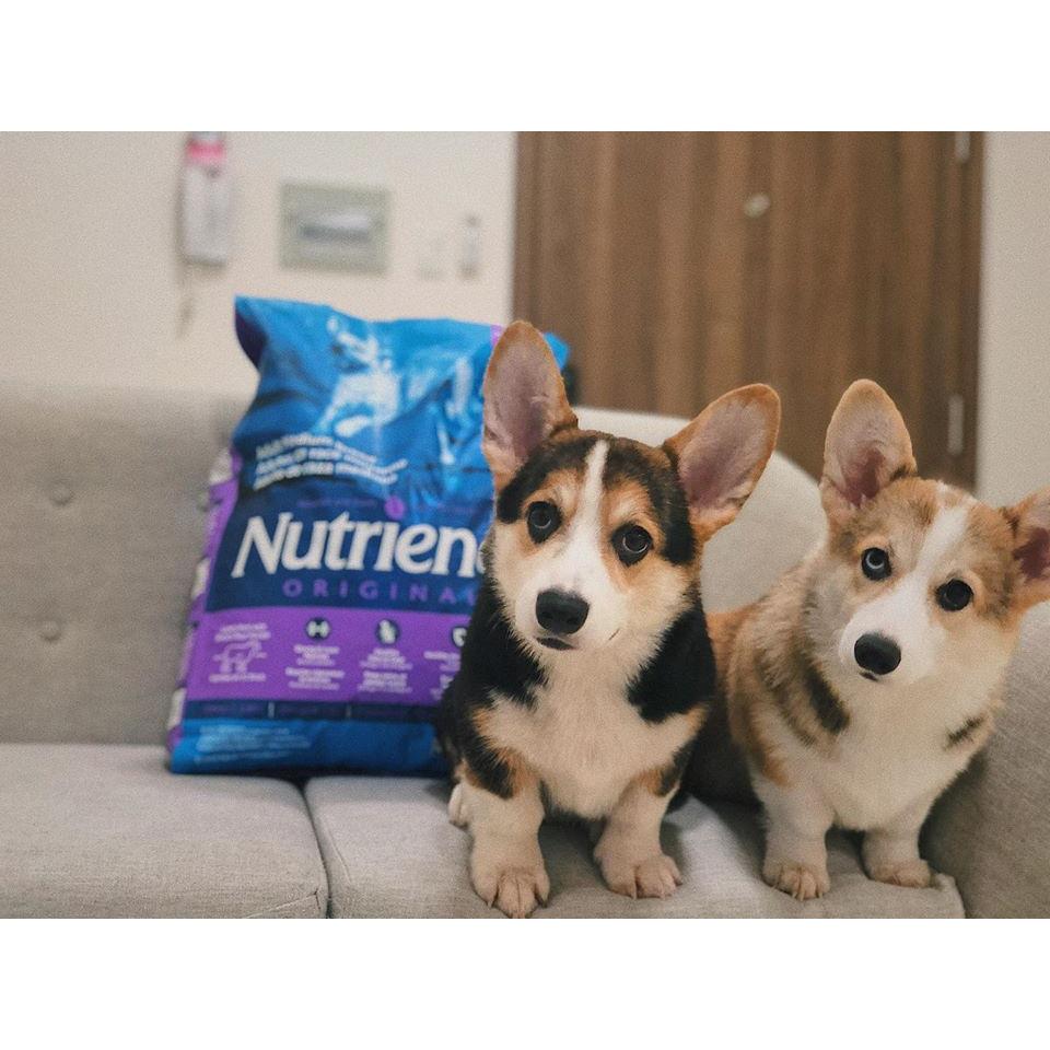 Thức Ăn Cho Chó Doberman Nutrience Original Bao 5kg Phát Triển Cơ Bắp - Thịt Cừu, Rau Củ, Trái Cây