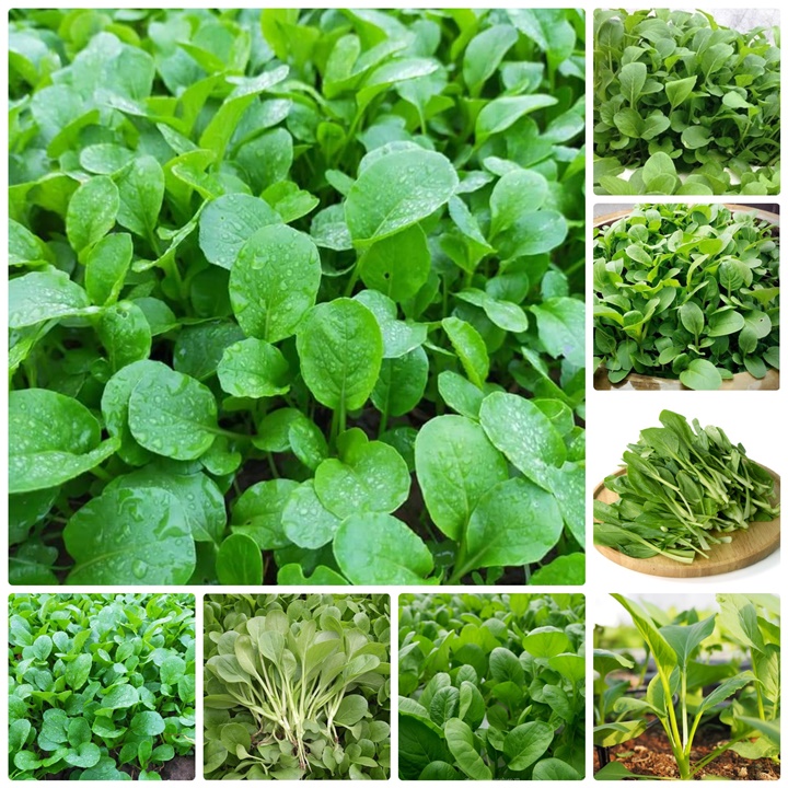 Hạt giống Cải ngọt bông ăn non gói 20gram