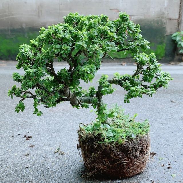 Linh Sam Hạt Gạo