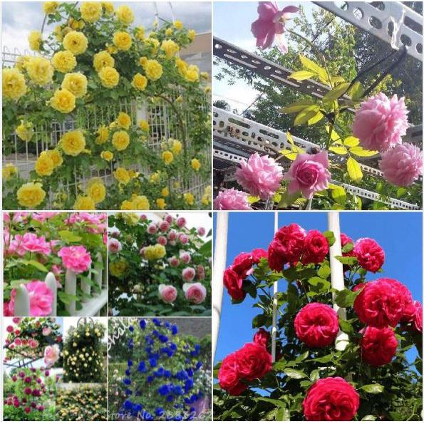 Bộ 2 gói Hạt giống hoa hồng leo mix màu -gói 20 hạt