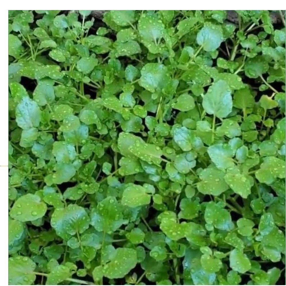 HẠT GIỐNG RAU CẢI XOONG CHẤT LƯỢNG GIỐNG CAO