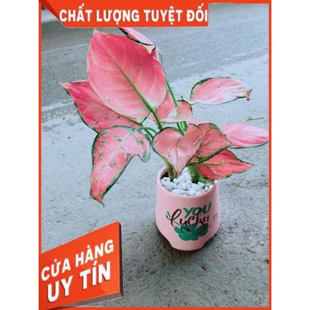 Chậu Vạn Lộc Hồng