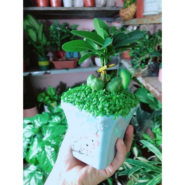 Chậu May Mắn Tài Lộc