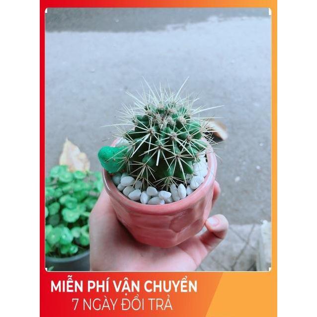 Chậu Xương Rồng Kim Hổ