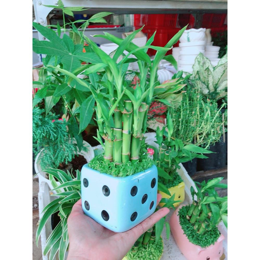 Chậu Cây Trúc Phát Tài Xúc Xắc