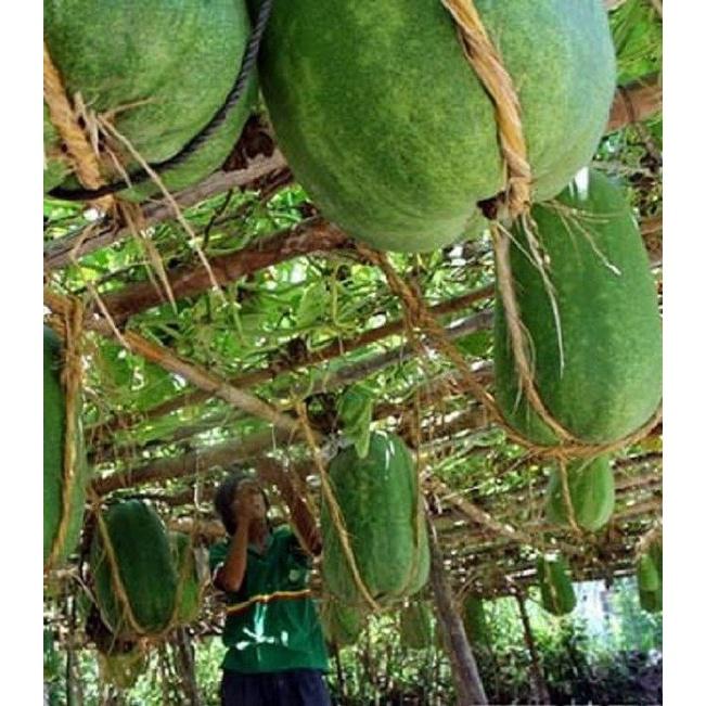 Combo 2 gói Hạt Giống Bí Đao Khổng Lồ- Gói 5 hạt-tặng kèm gói phân bón lót