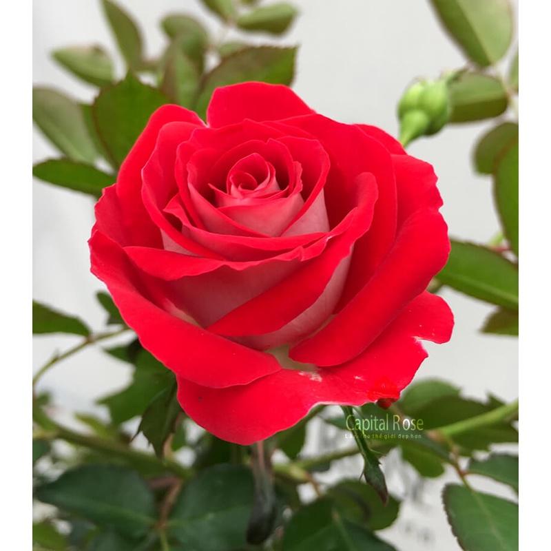 Hoa hồng ngoại Rubi Kim Cương Rose cực Hot
