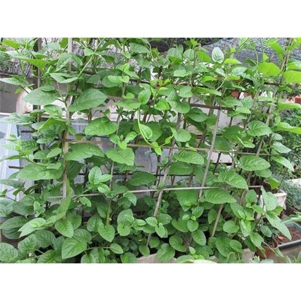 Hạt giống Mồng Tơi Xanh