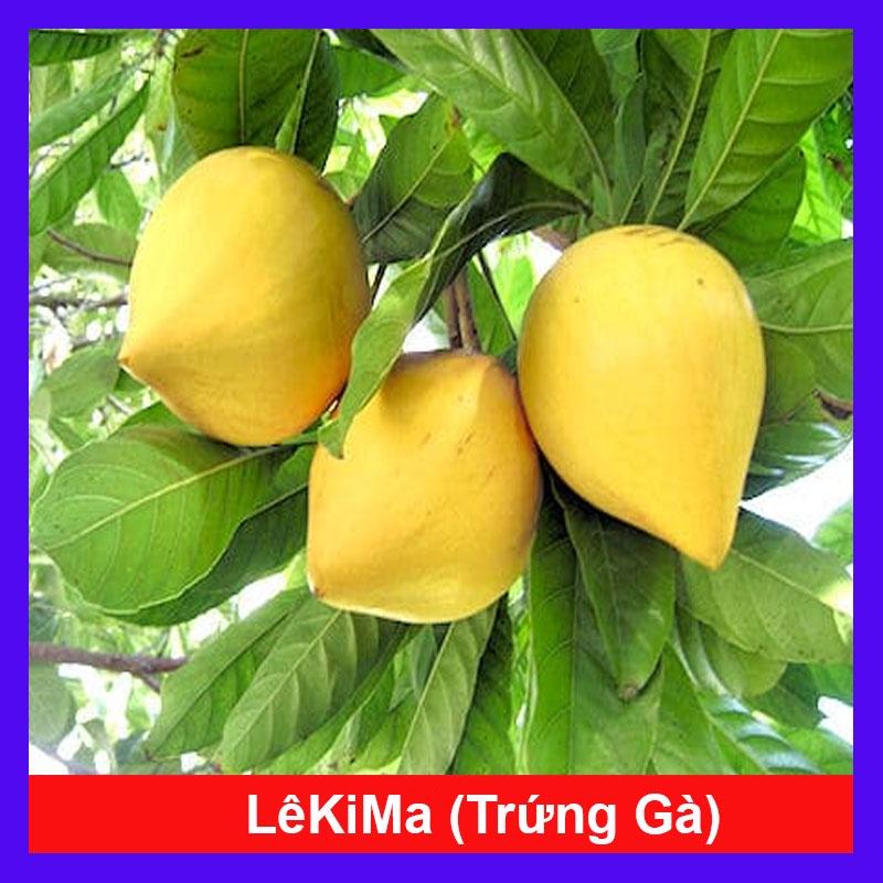 Cây lekima (cây Trứng Gà) - cây ăn quả + tặng phân bón