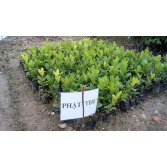 Cây Giống Phật Thủ