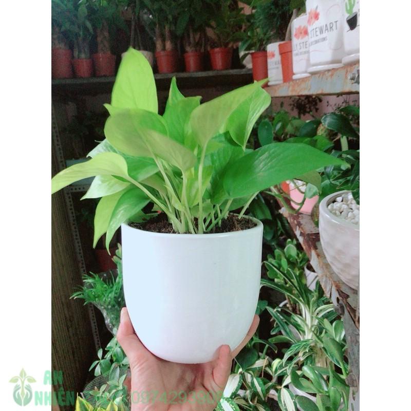 Chậu Cây Trầu Bà Thái