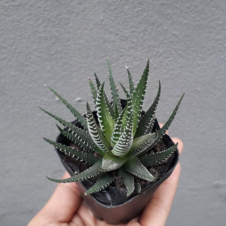 Cây Sen Đá Móng Rồng