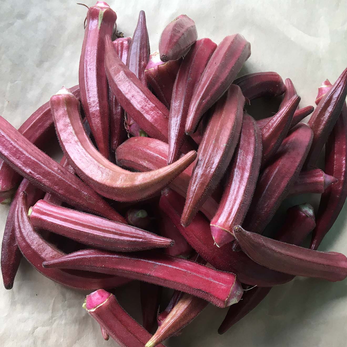 2GR_HẠT GIỐNG ĐẬU BẮP ĐỎ