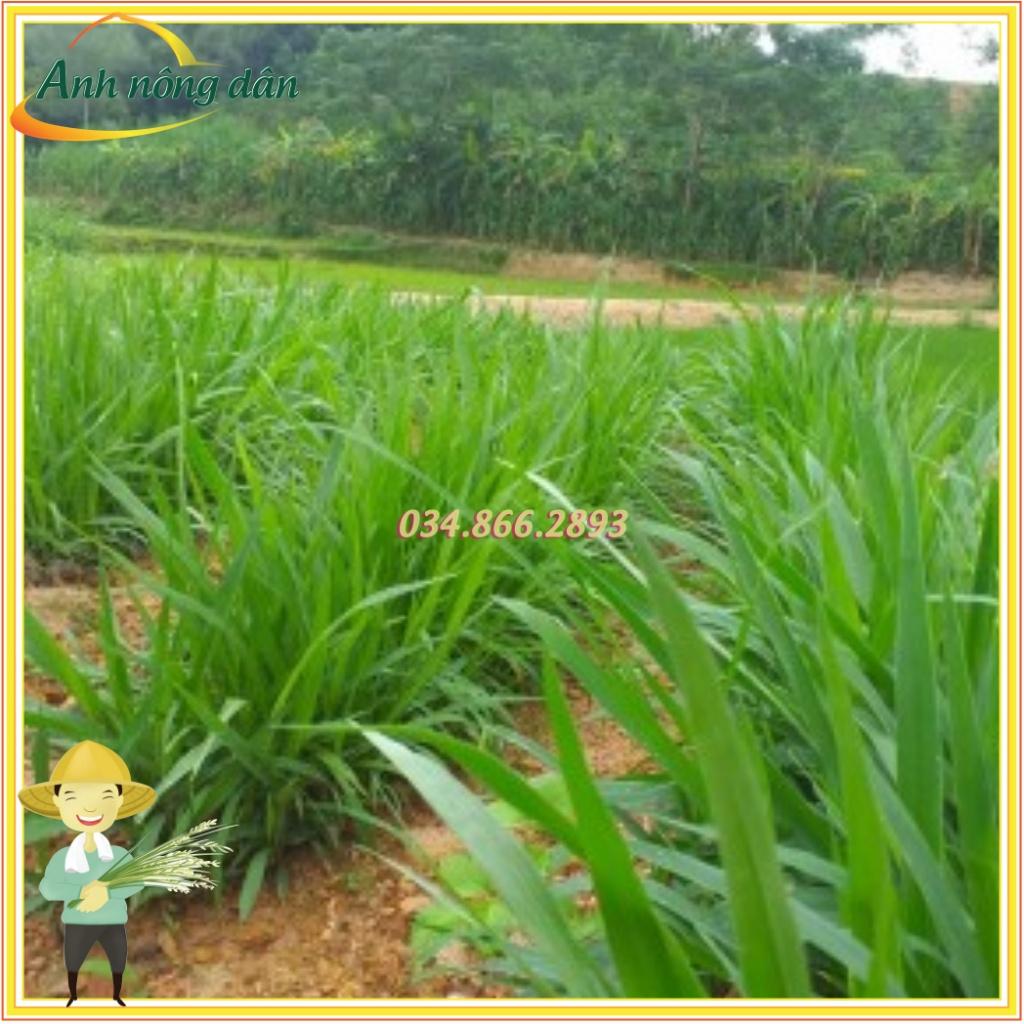 Gói 500g Hạt giống cỏ Mutalo 2, giống cỏ chịu hạn chịu lạnh giàu dinh dưỡng cho chăn nuôi - Anh nông dân chính