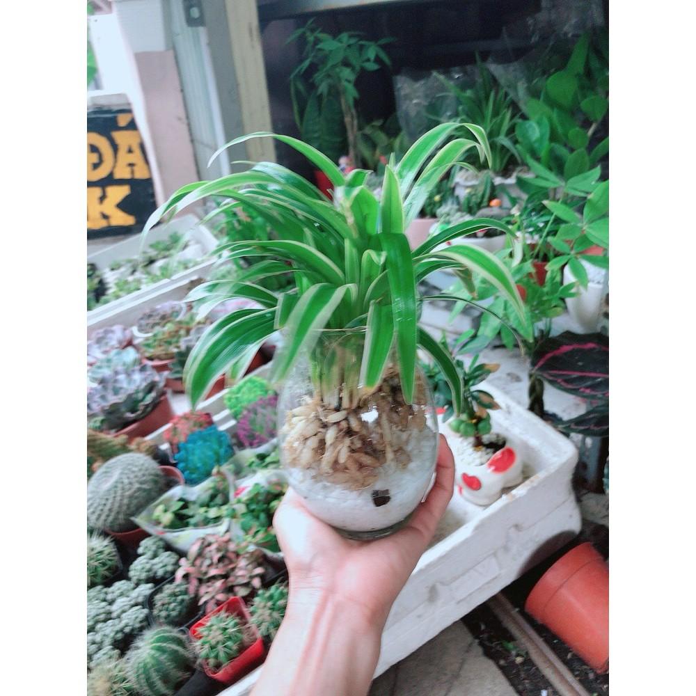 Cỏ Lan Chi Thủy Sinh Đẹp