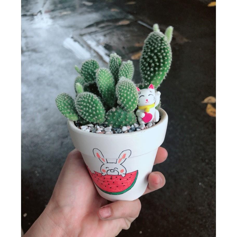 Chậu sen đá tiểu cảnh 8