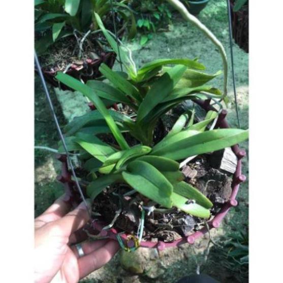 Hoa lan Giáng hương quế nâu+ 700g phân thỏ hữu cơ ki mập khỏe ấm chậu