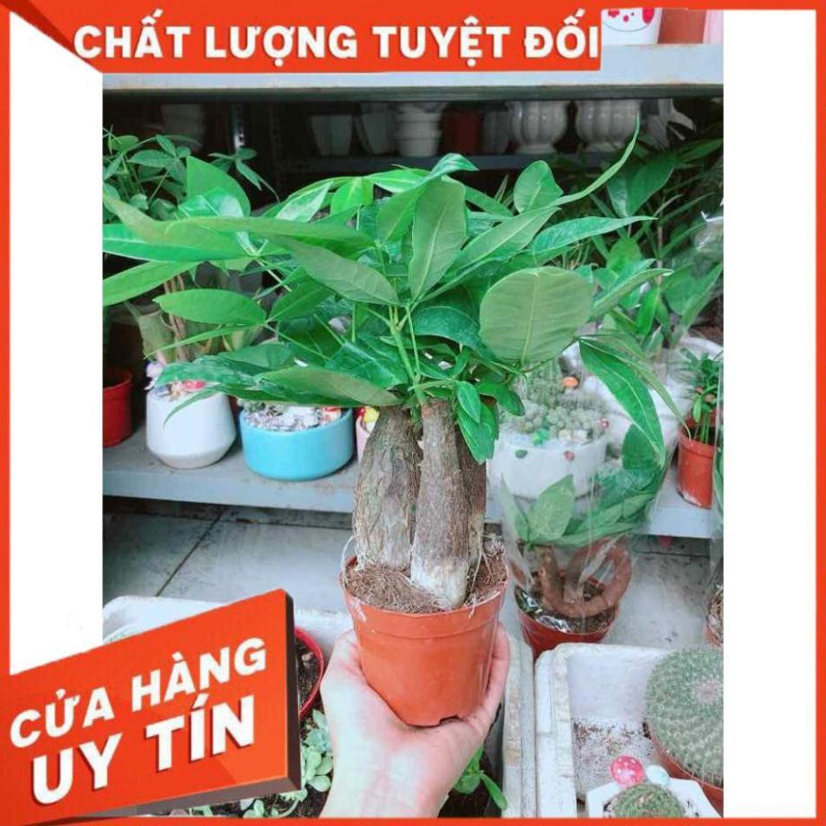 Chậu kim ngân 3 thân Nhiều Người Mua