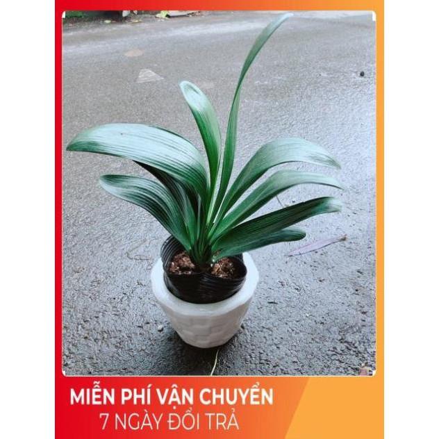 Chậu Lan Quân Tử