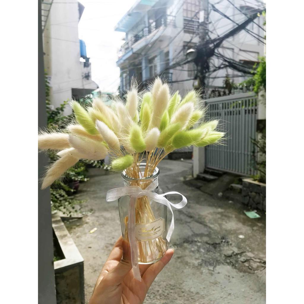 Chậu Hoa Đuôi Thỏ Xanh Lá Dùng Trang Trí Phòng