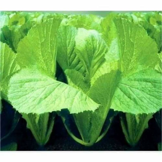 Gói 20 gram hạt giống cải bẹ xanh