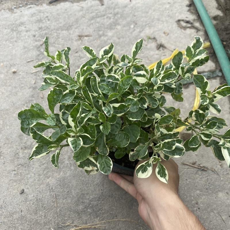 Cây cẩm thạch trồng bầu đen thích hợp trang trí decor sân vườn , tiểu cảnh