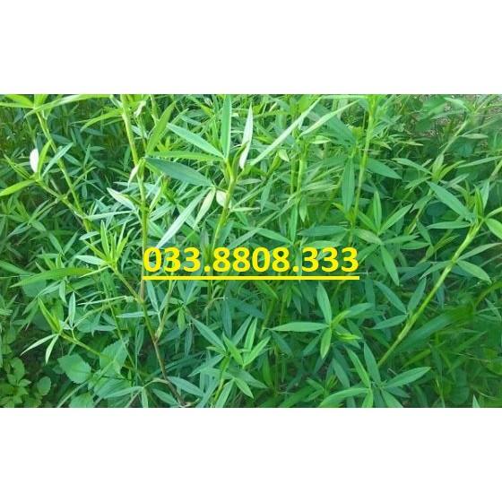 Hạt Cỏ Chăn Nuôi STYLO - Cỏ Họ Đậu - Cỏ Chăn Nuôi- Hạt Giống Cỏ Chăn Nuôi