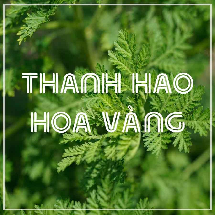 Cây Thanh Hao Hoa Vàng khô đóng gói 500g