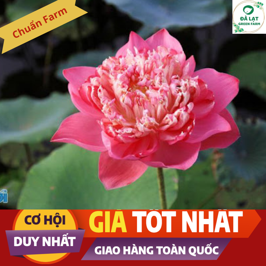 Hạt giống Sen Thái, Sen Quan Âm (5 hạt)