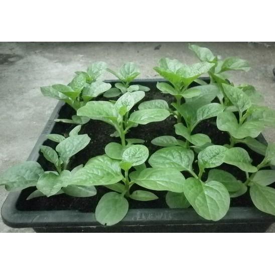 Hạt giống mồng tơi cao sản gói 20gr
