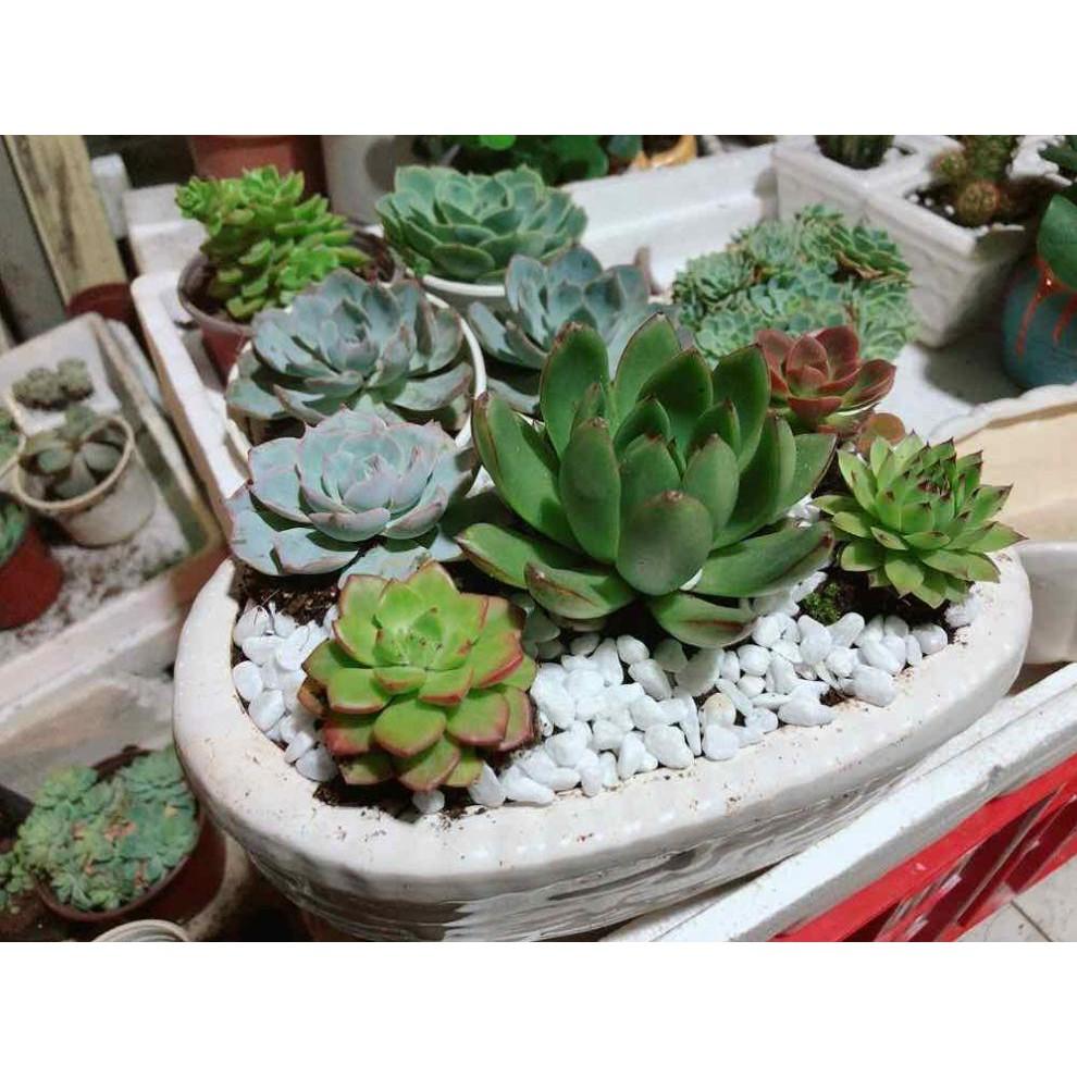 Chậu sen đá mix sẵn Bán Chạy