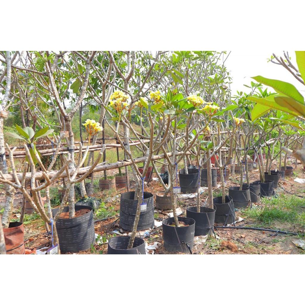 Cây giống HOA SỨ ĐẠI TRẮNG