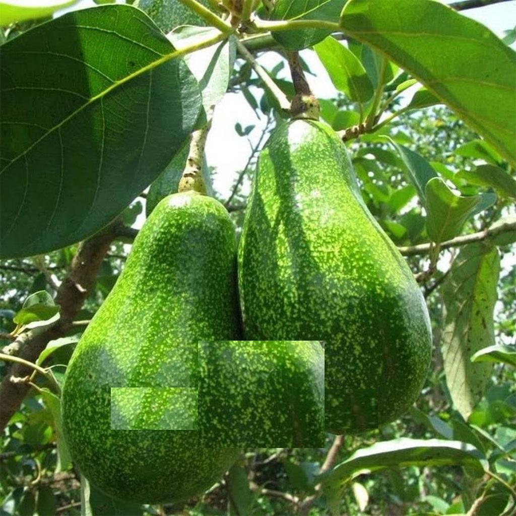 Cây giống Bơ Sáp chuẩn giống cam kết chất lượng