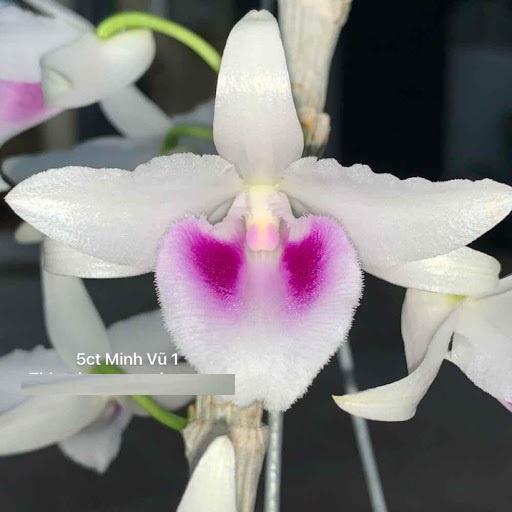 Lan phi điệp 5 cánh trắng MINH VŨ 1 - LAN ĐỘT BIẾN - Hàng var, hoa cực đẹp cực hiếm gieo hạt - Cây Y hình