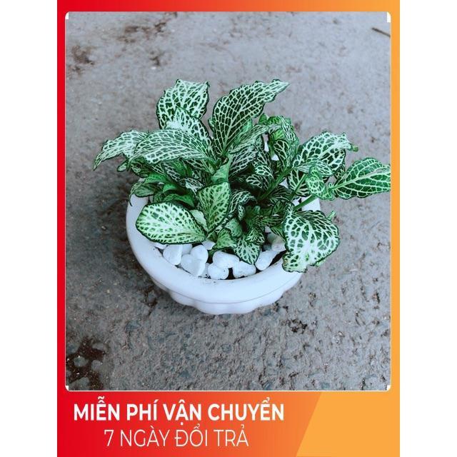 Chậu Cẩm Nhung Xanh