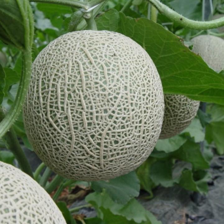 Hạt giống dưa lưới vàng F1