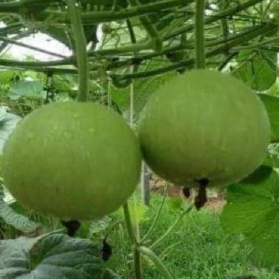 Combo 2 Gói Hạt giống bầu quả tròn Thái lan-gói 10 hạt/tặng kèm gói phân bón lót