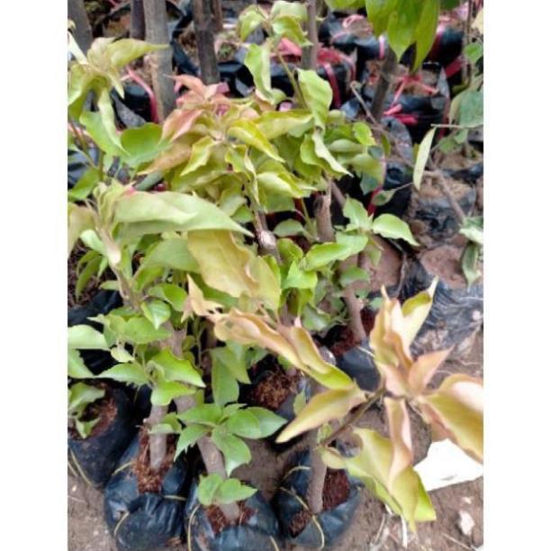 Cây Giống Hoa Giấy Leo