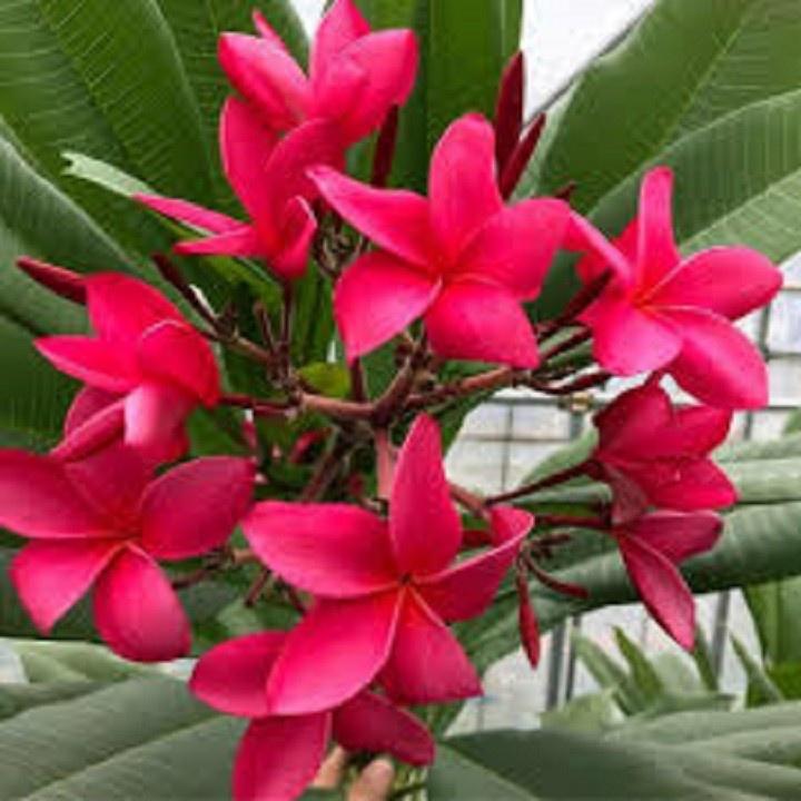 HOA ĐẠI ĐỎ - CÂY GIỐNG