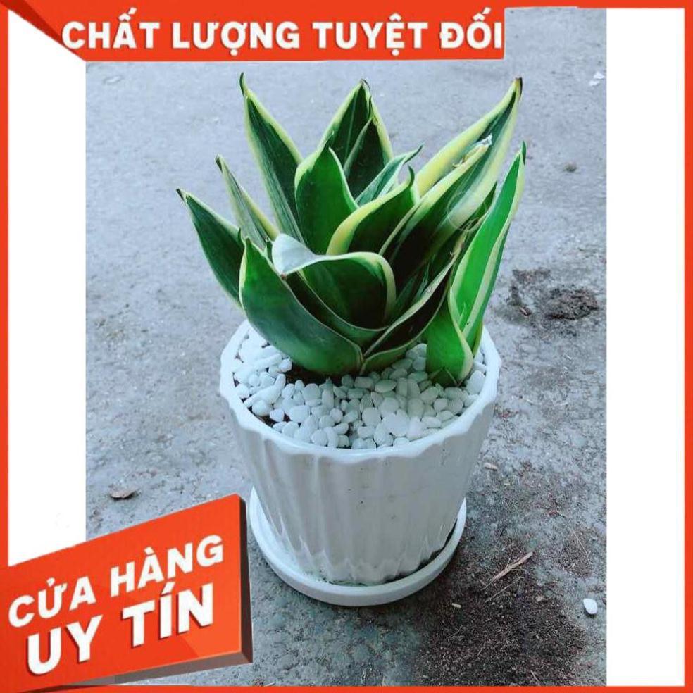 Chậu Lưỡi Hổ Thái Nhiều Người Mua