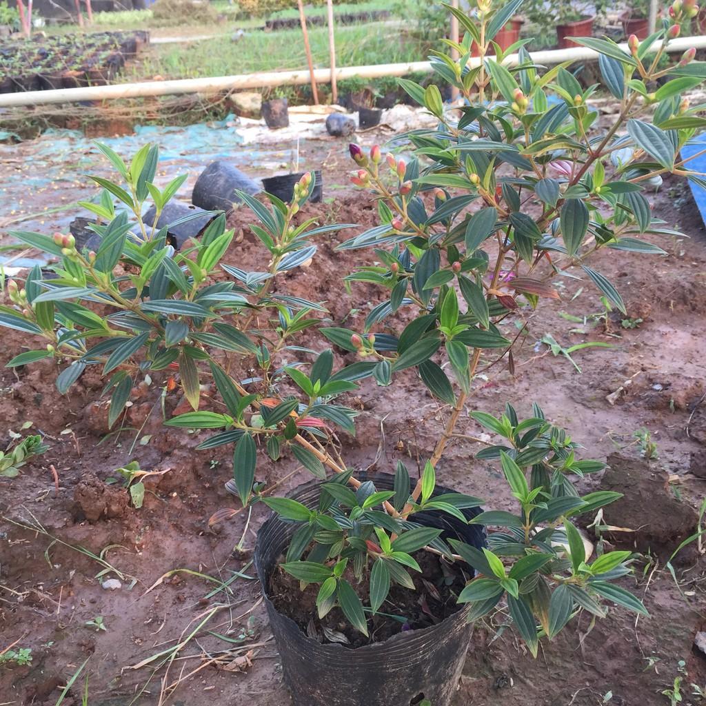 Cây trầu bà đế vương xanh để bàn, chiều cao 15-20cm sức sống khỏe dễ chăm sóc, cây thích hợp trang trí nội thất, để bàn