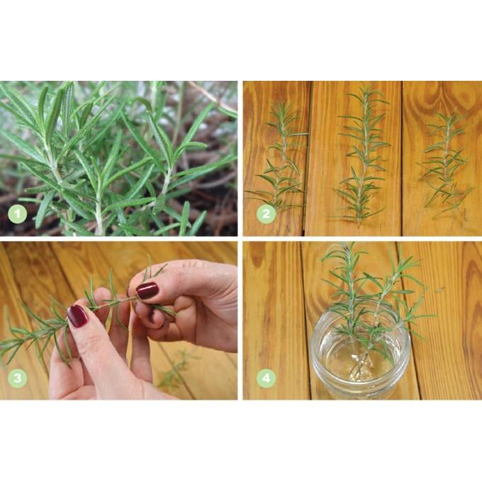 Cây Hương Thảo (Rosemary) cỡ to - cây gia vị với hương thơm dịu nhẹ, có khả năng làm giảm đau đầu, xả stress, làm đẹp